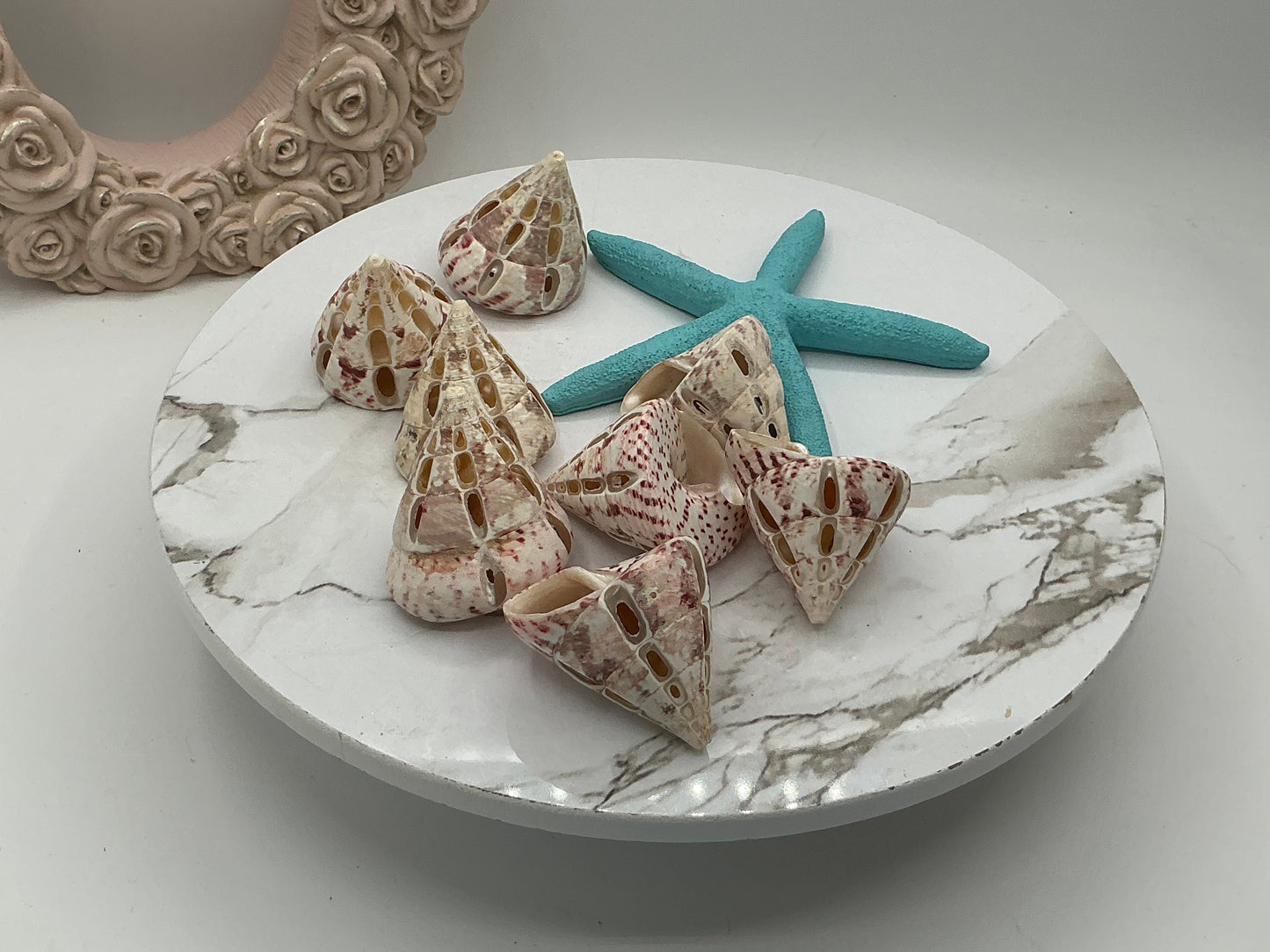 Red Trochus Dotted Cut Shell I Pink Trochus Shells I Craft Shells I Sliced Seashells I Approximately 1.5-2" I Polished Tectus Pyramis