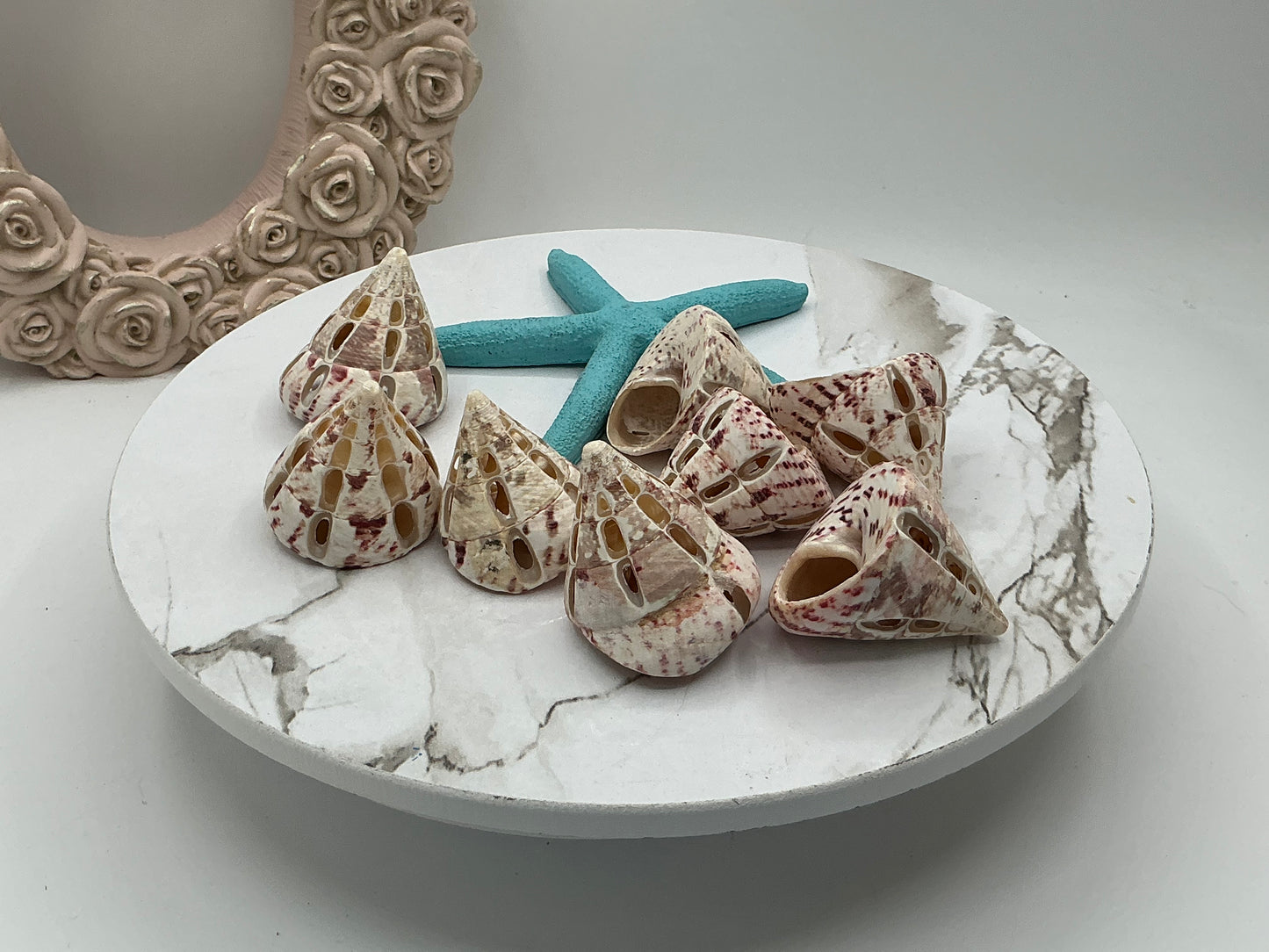Red Trochus Dotted Cut Shell I Pink Trochus Shells I Craft Shells I Sliced Seashells I Approximately 1.5-2" I Polished Tectus Pyramis
