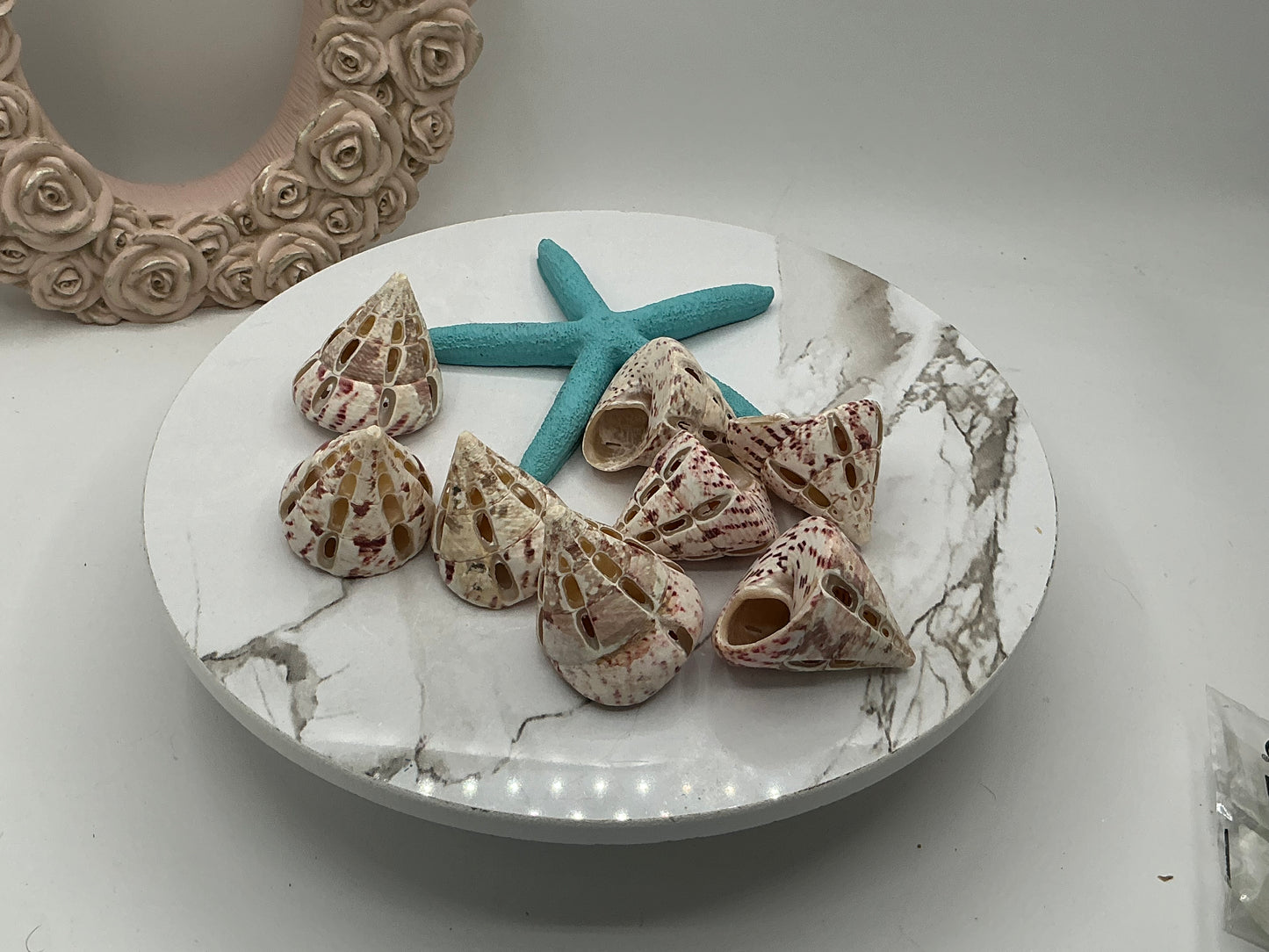 Red Trochus Dotted Cut Shell I Pink Trochus Shells I Craft Shells I Sliced Seashells I Approximately 1.5-2" I Polished Tectus Pyramis