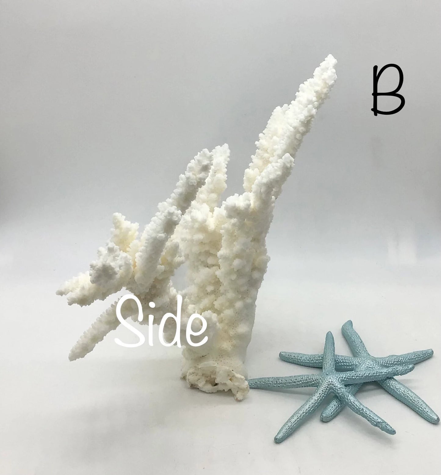Stunning White Branch Coral Authentic White Ocean Coral All White Ocean Coral Centerpiece