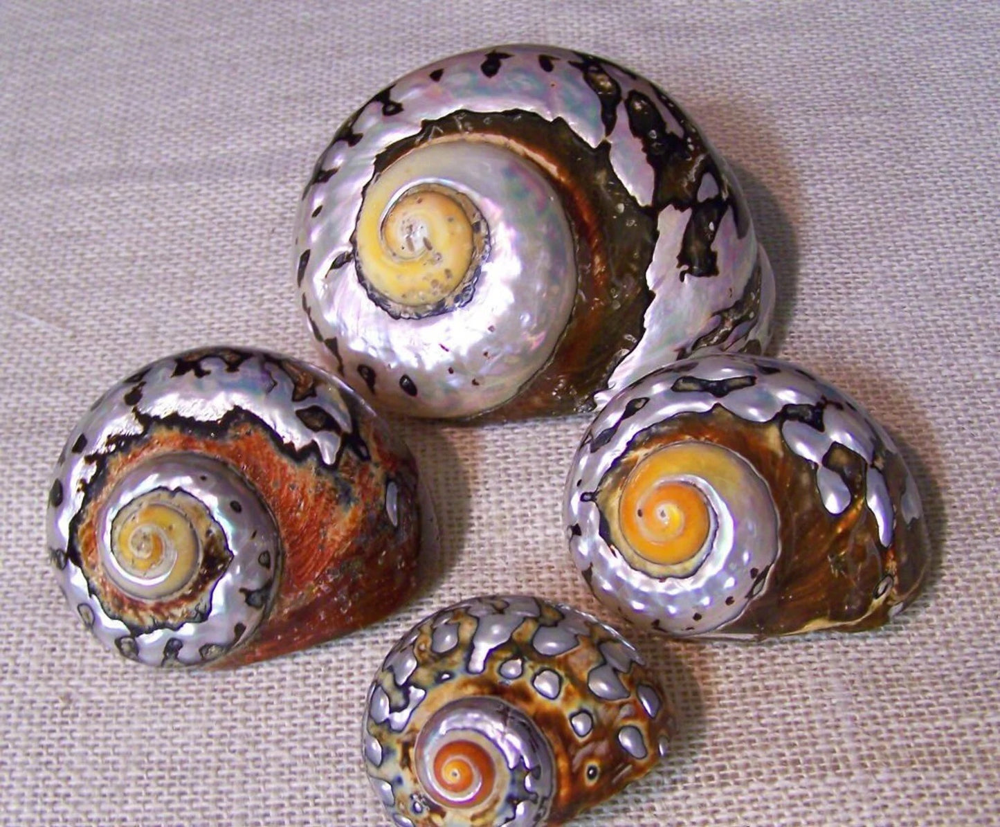 Polished Turbo Sarmaticus I Brown Turbo Seashell I Sarmaticus Specimen Seashell I Pearlized Turbo Shell I Bronze Turbo Shell
