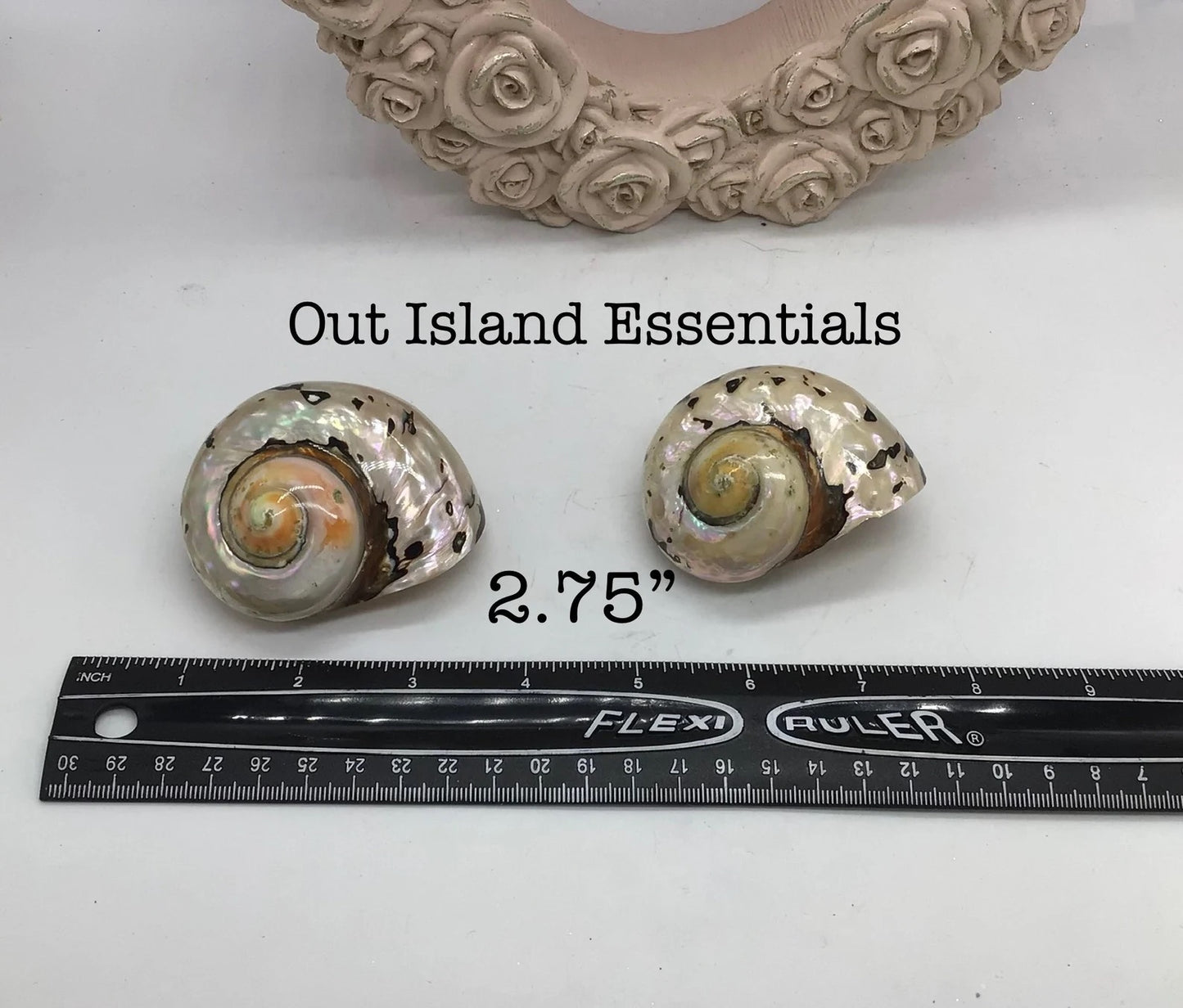 Polished Turbo Sarmaticus I Brown Turbo Seashell I Sarmaticus Specimen Seashell I Pearlized Turbo Shell I Bronze Turbo Shell