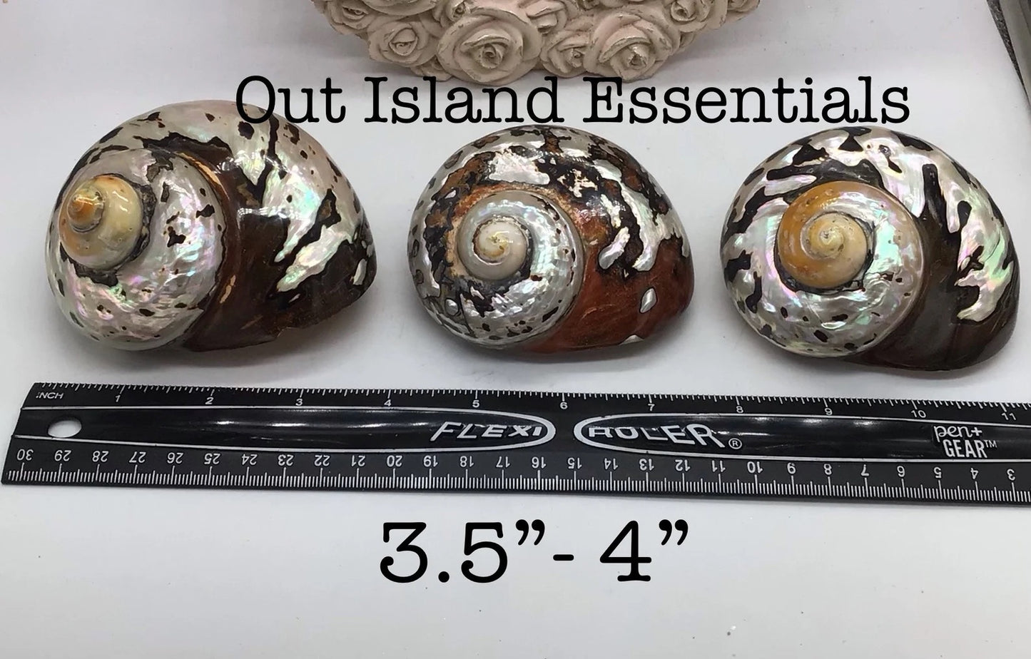 Polished Turbo Sarmaticus I Brown Turbo Seashell I Sarmaticus Specimen Seashell I Pearlized Turbo Shell I Bronze Turbo Shell