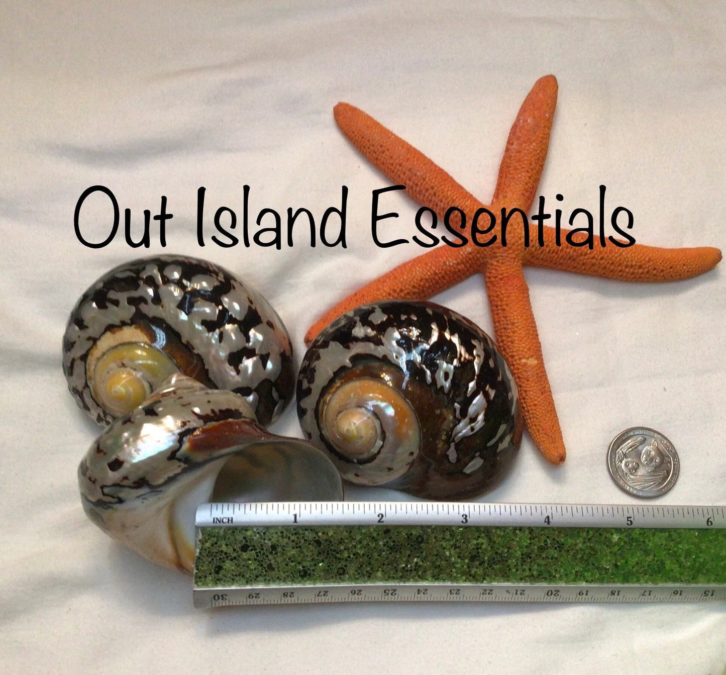 Polished Turbo Sarmaticus I Brown Turbo Seashell I Sarmaticus Specimen Seashell I Pearlized Turbo Shell I Bronze Turbo Shell