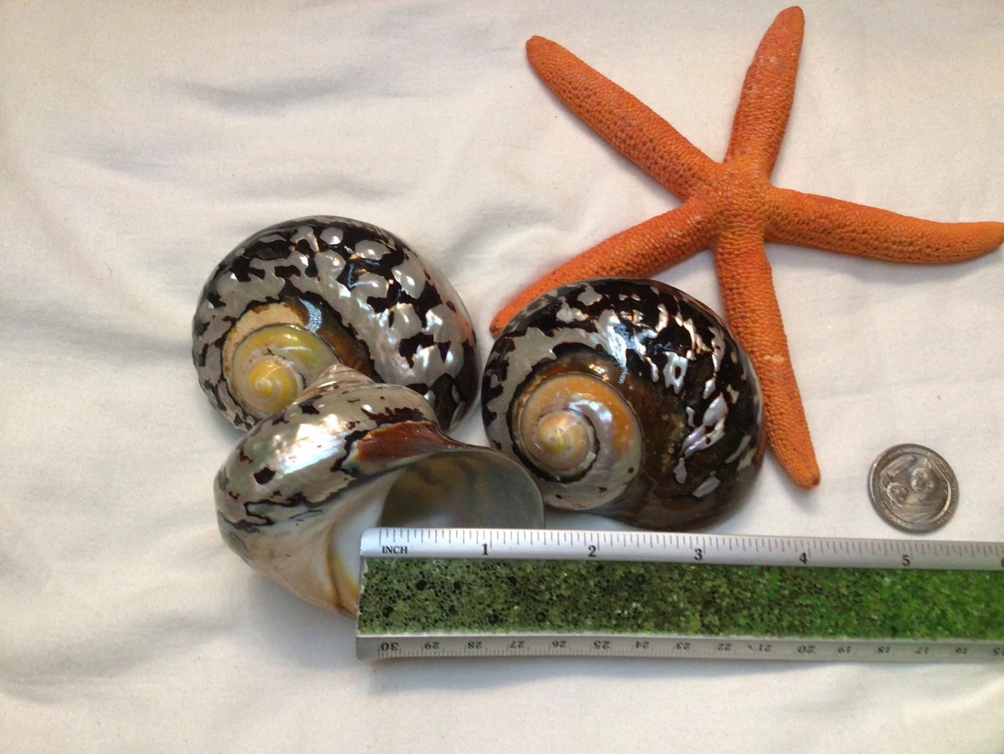 Polished Turbo Sarmaticus I Brown Turbo Seashell I Sarmaticus Specimen Seashell I Pearlized Turbo Shell I Bronze Turbo Shell