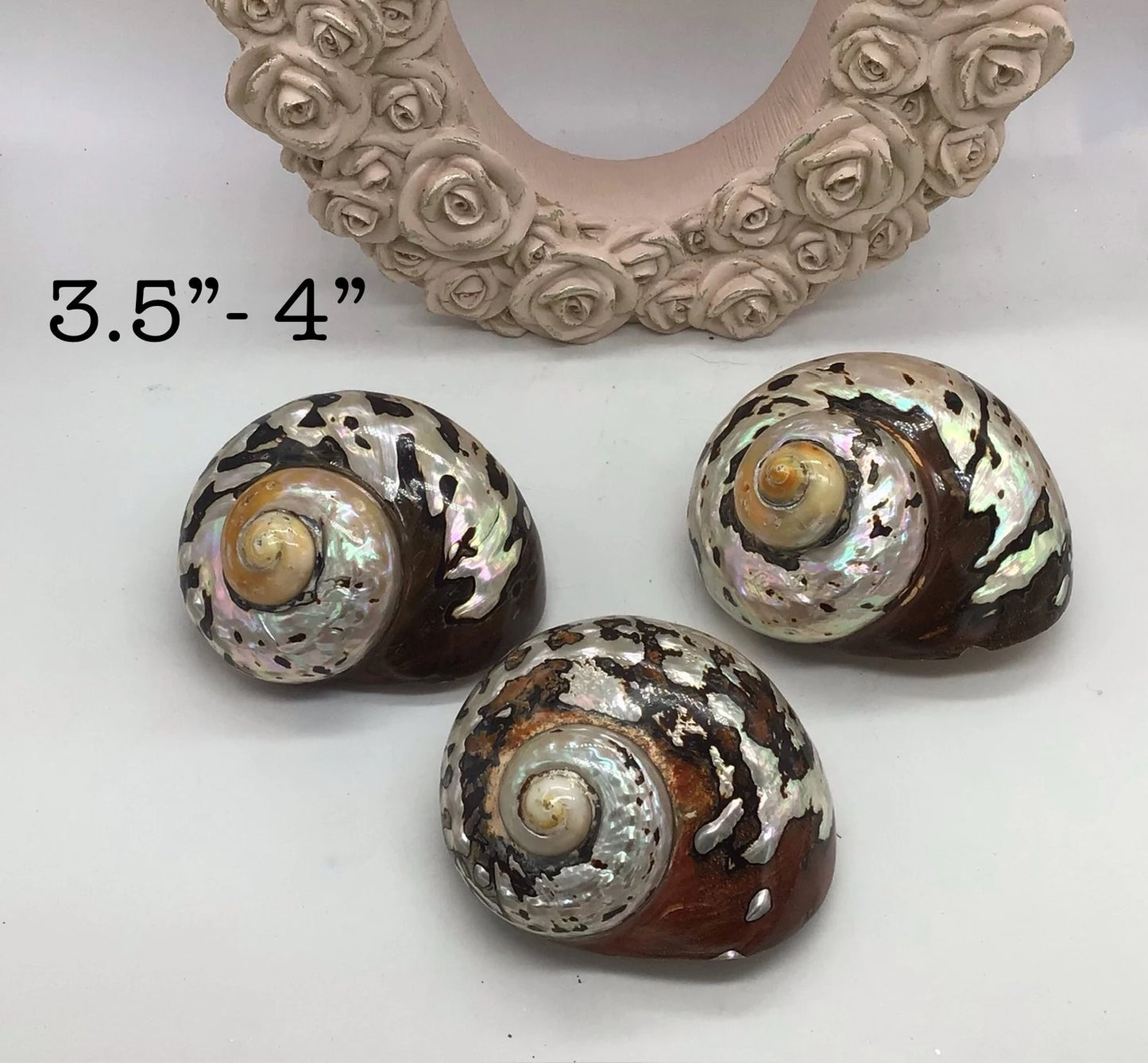 Polished Turbo Sarmaticus I Brown Turbo Seashell I Sarmaticus Specimen Seashell I Pearlized Turbo Shell I Bronze Turbo Shell