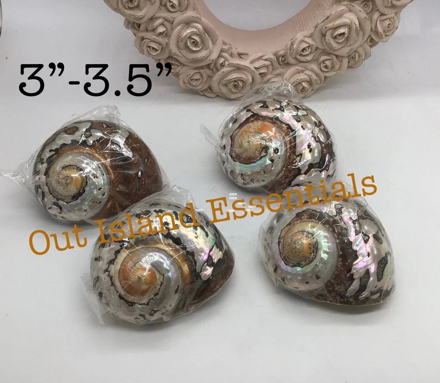 Polished Turbo Sarmaticus I Brown Turbo Seashell I Sarmaticus Specimen Seashell I Pearlized Turbo Shell I Bronze Turbo Shell