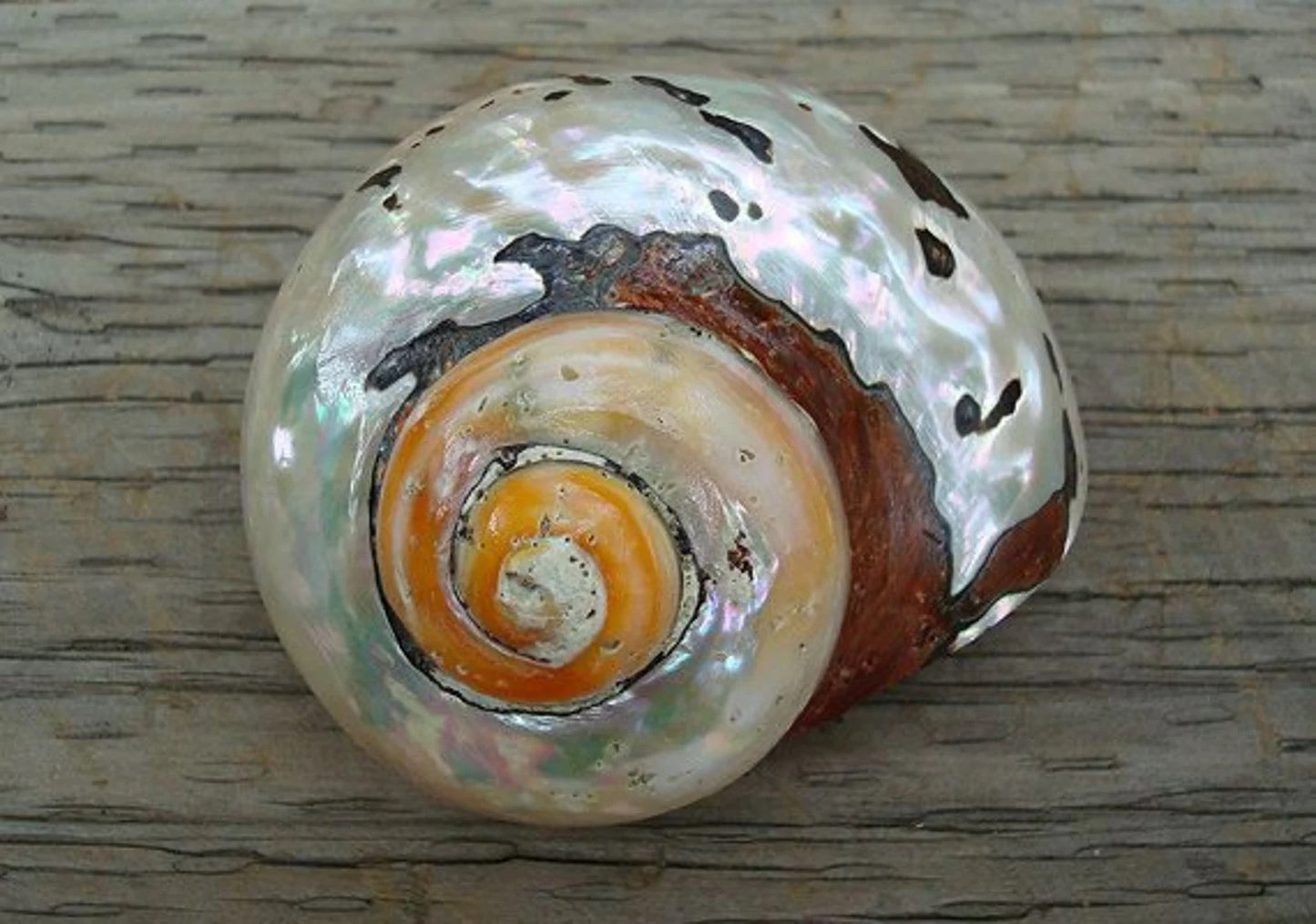 Polished Turbo Sarmaticus I Brown Turbo Seashell I Sarmaticus Specimen Seashell I Pearlized Turbo Shell I Bronze Turbo Shell
