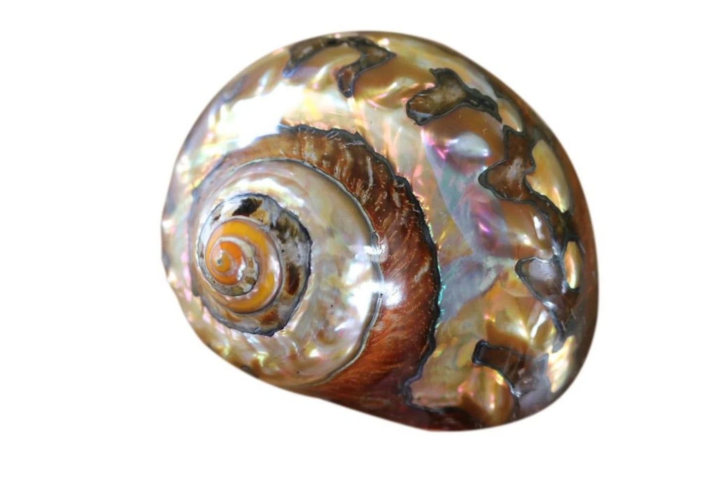 Polished Turbo Sarmaticus I Brown Turbo Seashell I Sarmaticus Specimen Seashell I Pearlized Turbo Shell I Bronze Turbo Shell