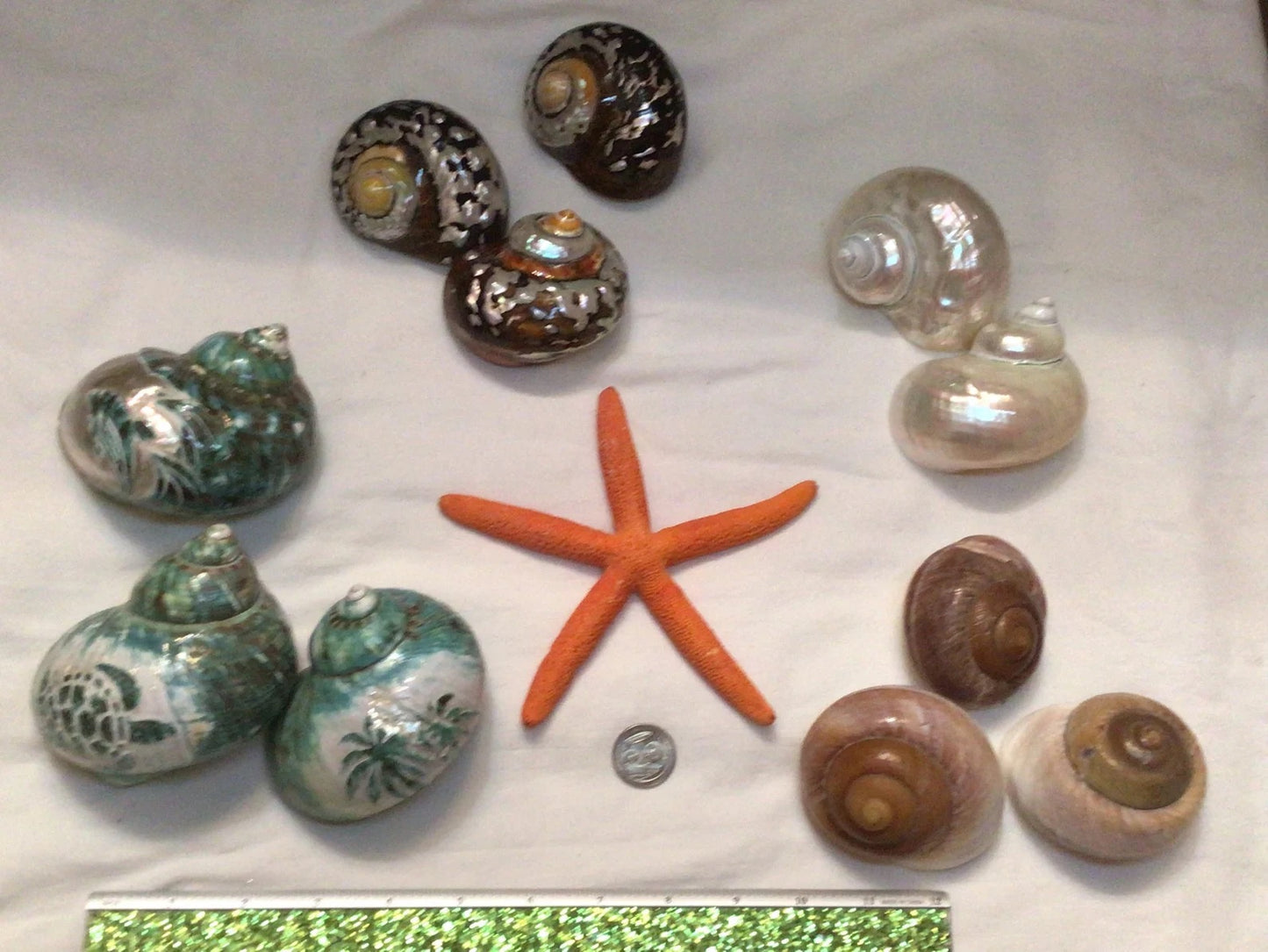 Polished Turbo Sarmaticus I Brown Turbo Seashell I Sarmaticus Specimen Seashell I Pearlized Turbo Shell I Bronze Turbo Shell