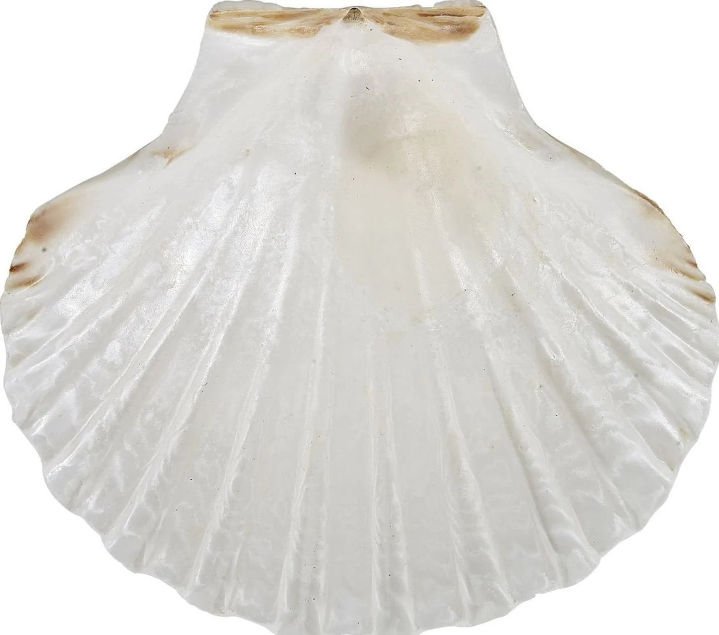 Irish Deep 4" Serving Dish w/ Shell Legs I Shell Dish I Soap Dish I Handmade Shell Dish I Seashell Coastal Jewelry Dish