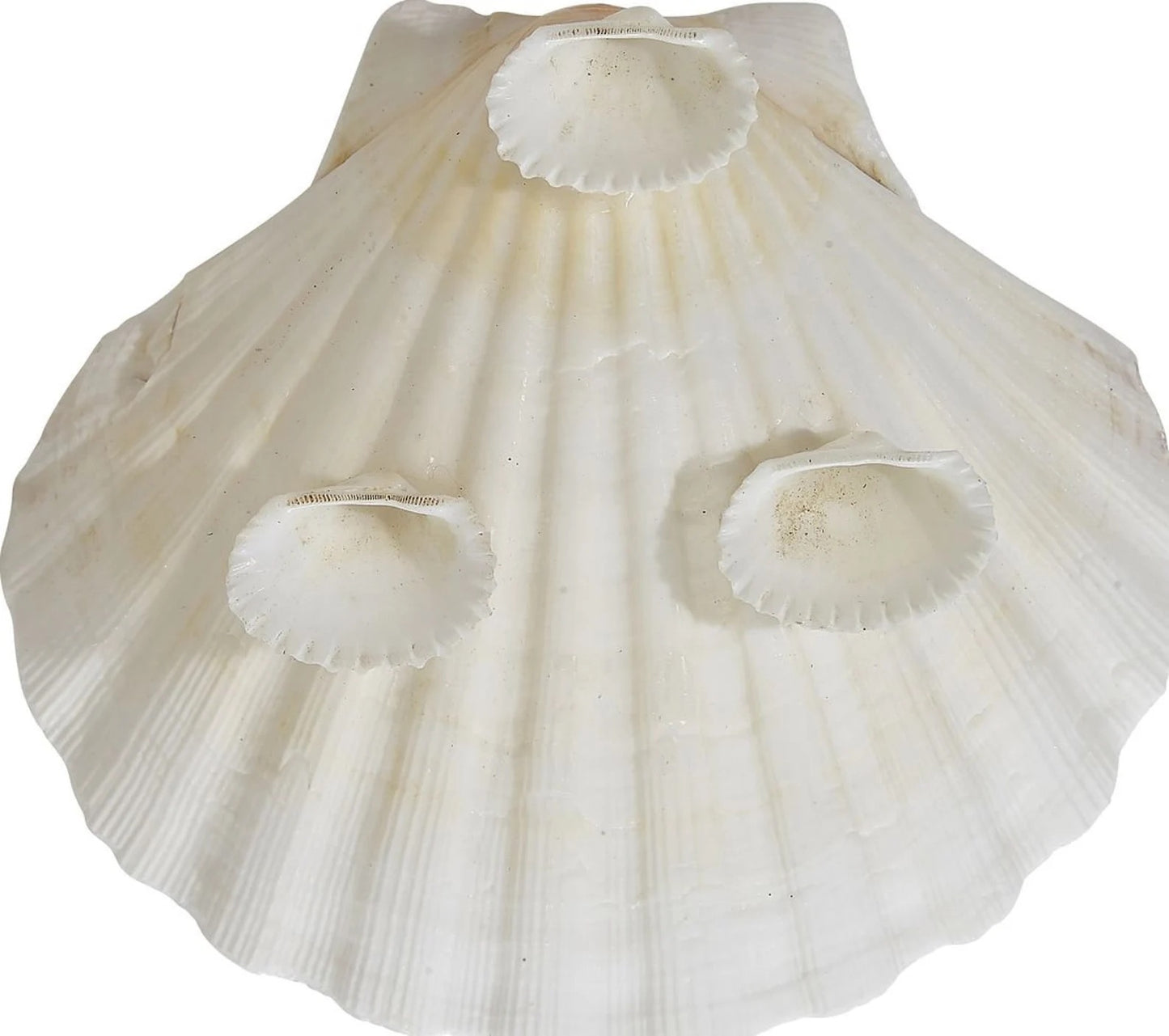 Irish Deep 4" Serving Dish w/ Shell Legs I Shell Dish I Soap Dish I Handmade Shell Dish I Seashell Coastal Jewelry Dish