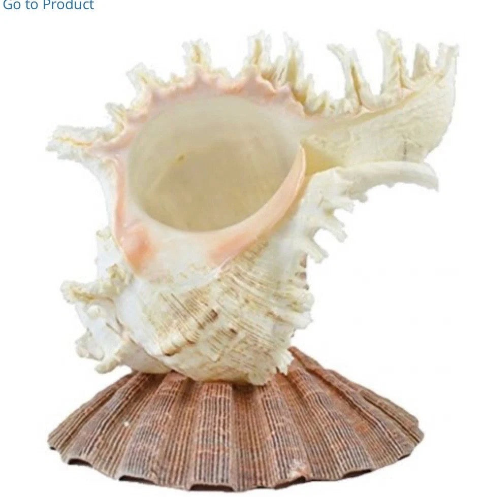 Murex Seashell Light, Shell Night Light, Nursery Light