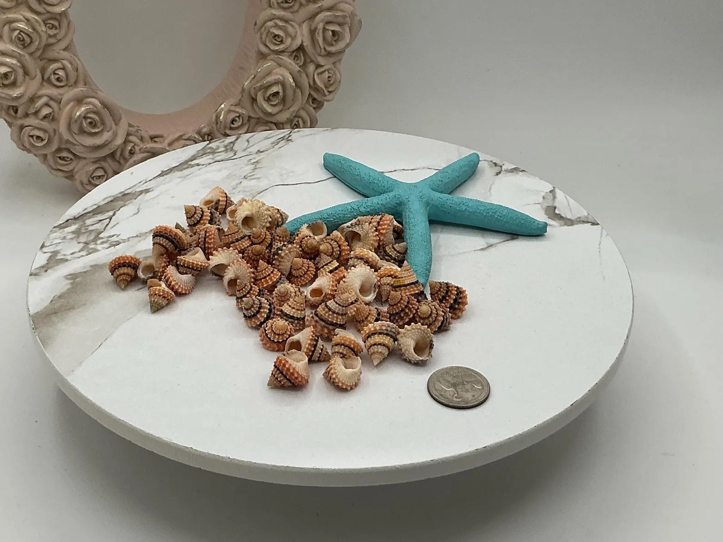Tectarius- Cream Top - Medium Seashells I 5/8" + Craft Shells I Beaded Prickly Winkle I Coronate Prickly-Winkle I Cream Top 5/8" + 3-6mm