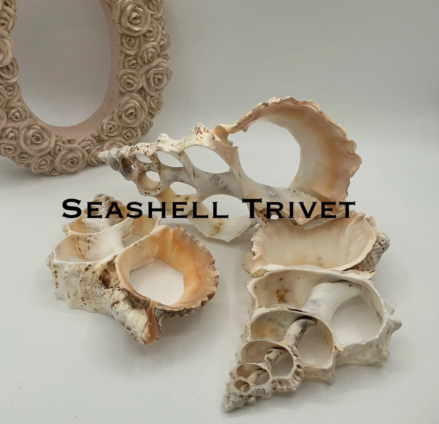 ONE Large Fox Seashell Trivet, Sliced Fox Shell Trivet, Coastal Trivet
