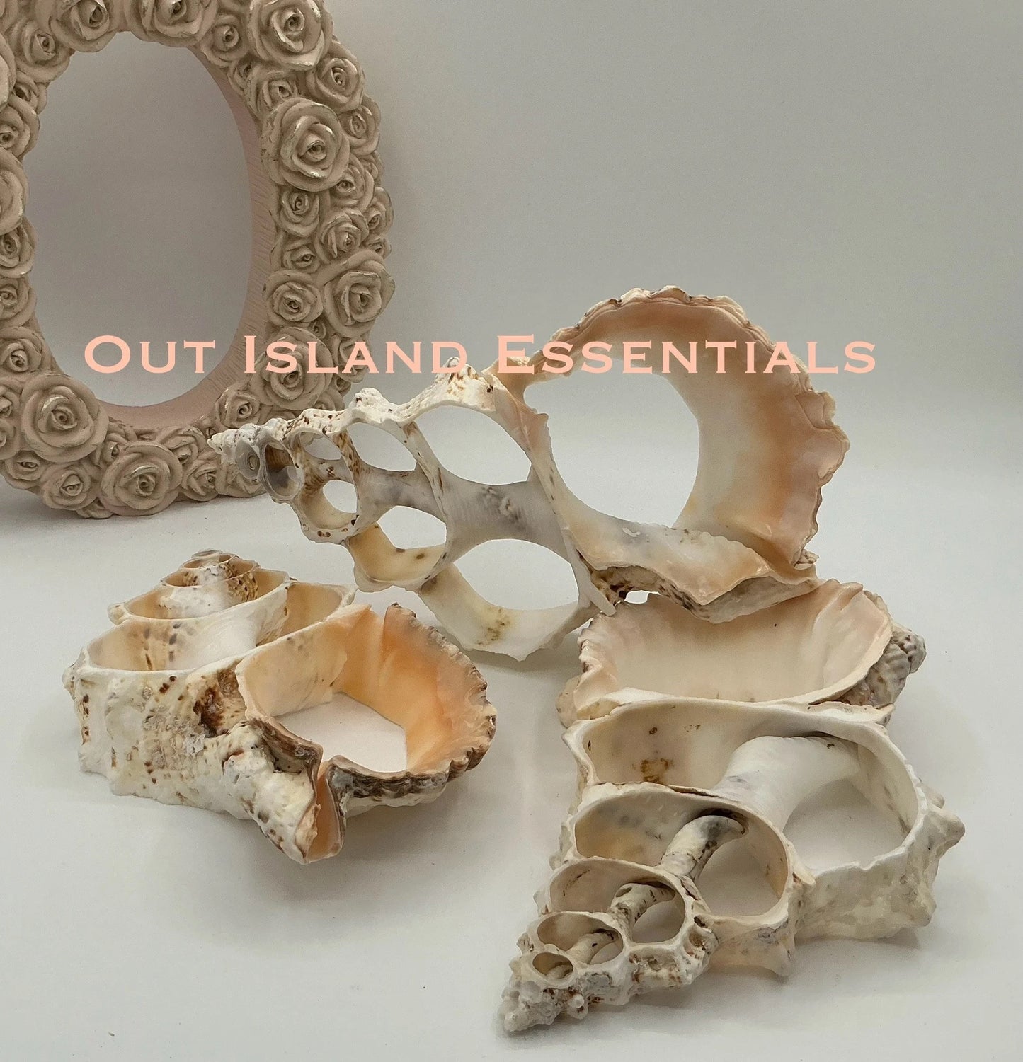 ONE Large Fox Seashell Trivet, Sliced Fox Shell Trivet, Coastal Trivet