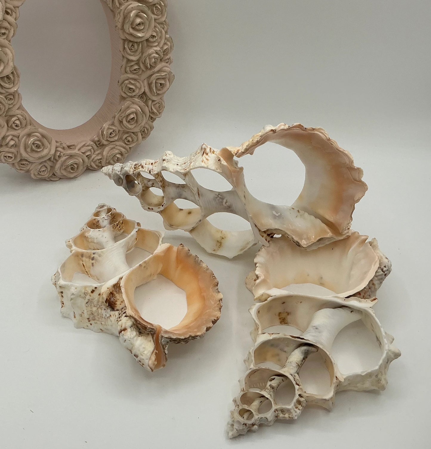 ONE Large Fox Seashell Trivet, Sliced Fox Shell Trivet, Coastal Trivet