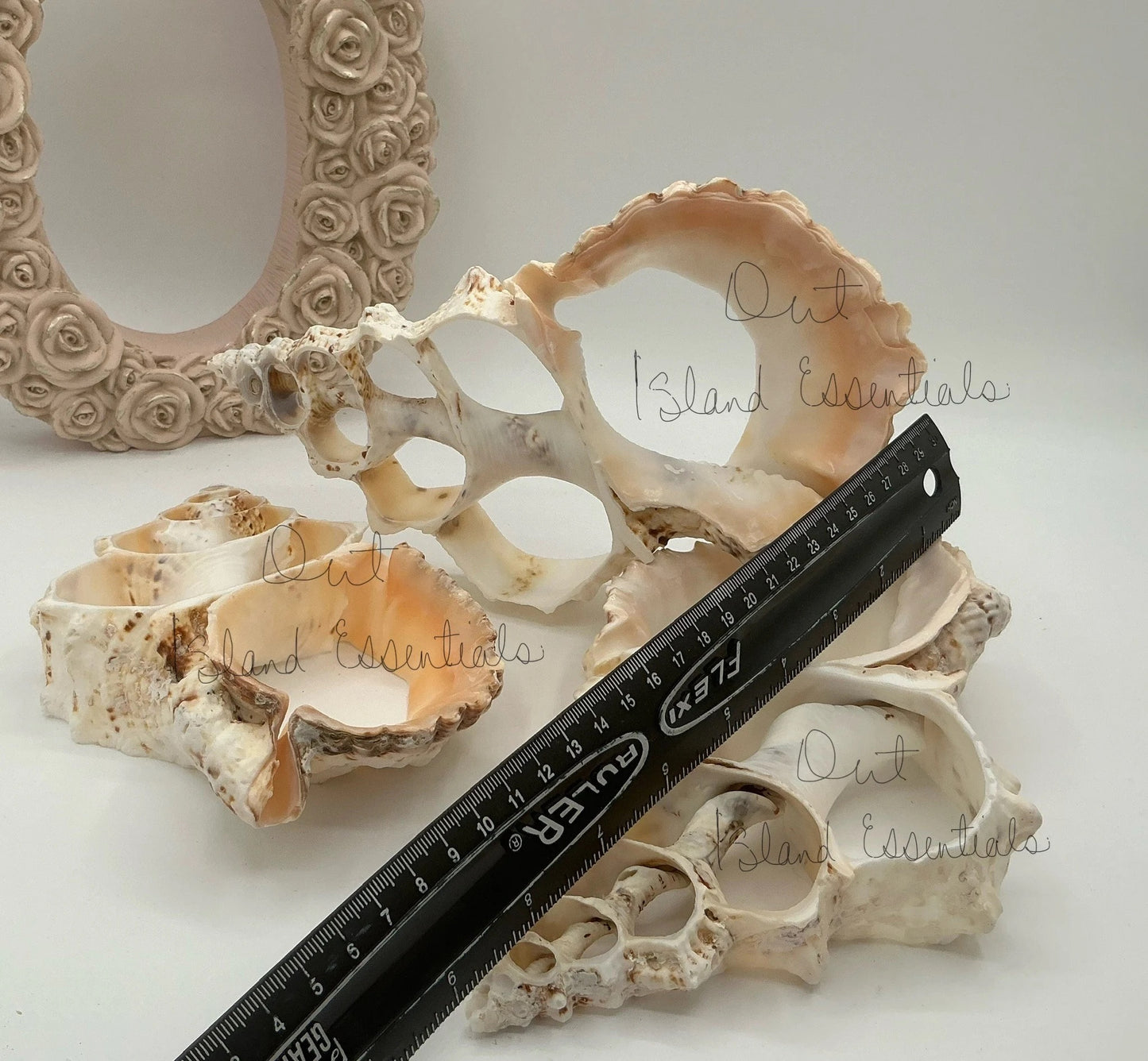 ONE Large Fox Seashell Trivet, Sliced Fox Shell Trivet, Coastal Trivet