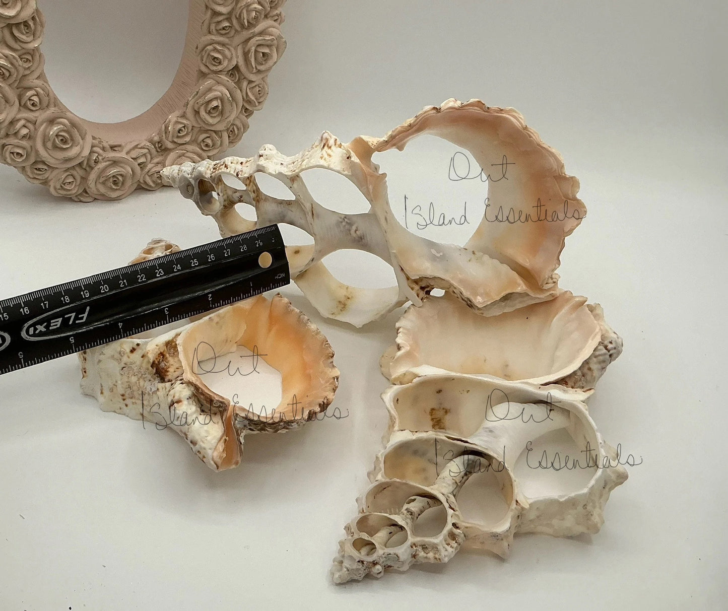 ONE Large Fox Seashell Trivet, Sliced Fox Shell Trivet, Coastal Trivet