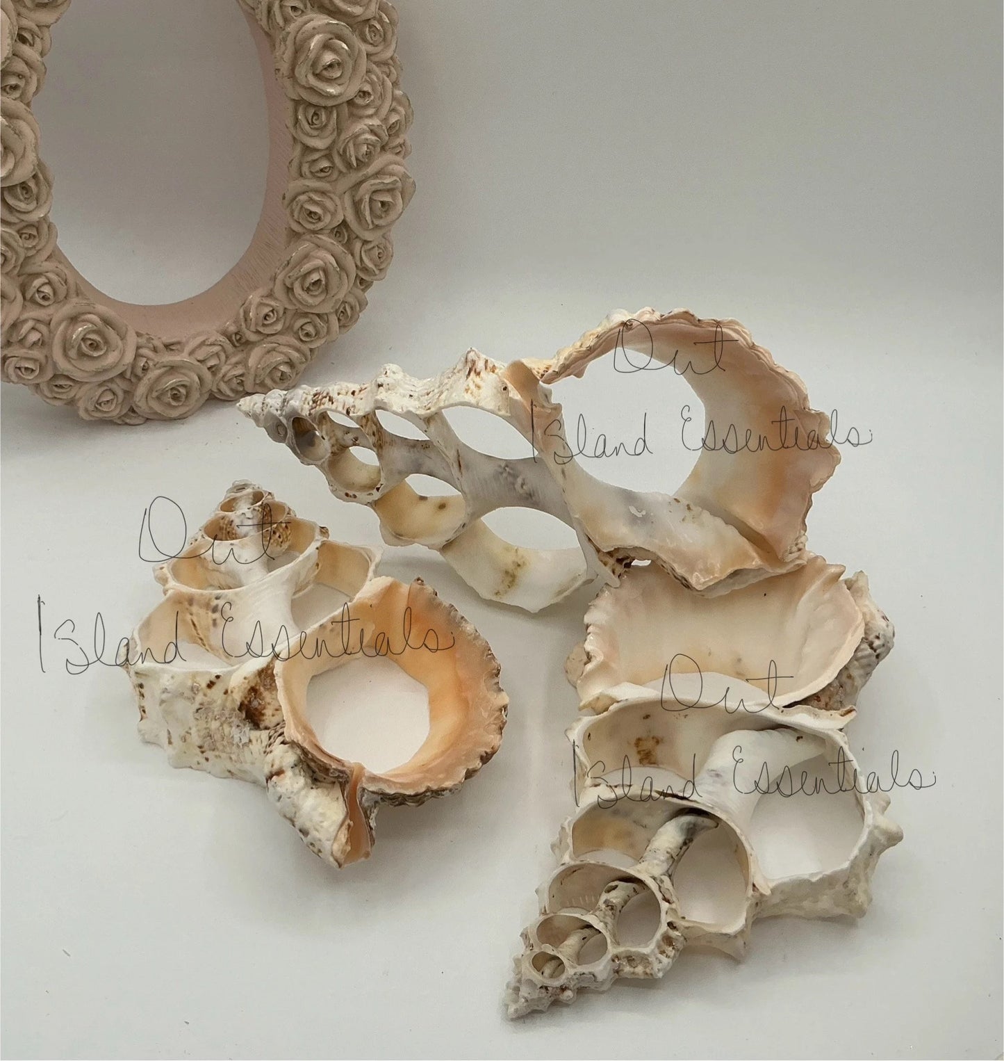 ONE Large Fox Seashell Trivet, Sliced Fox Shell Trivet, Coastal Trivet