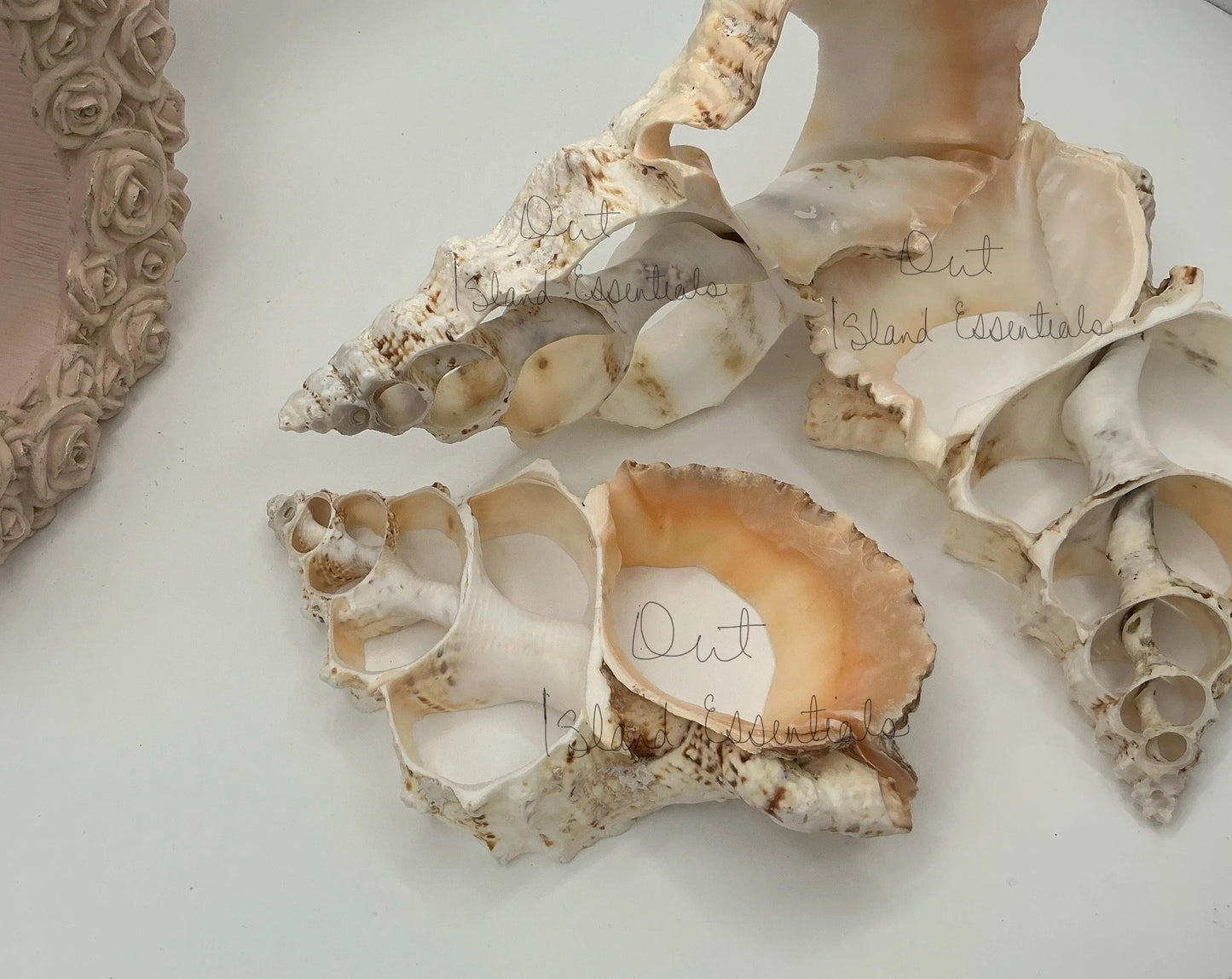 ONE Large Fox Seashell Trivet, Sliced Fox Shell Trivet, Coastal Trivet