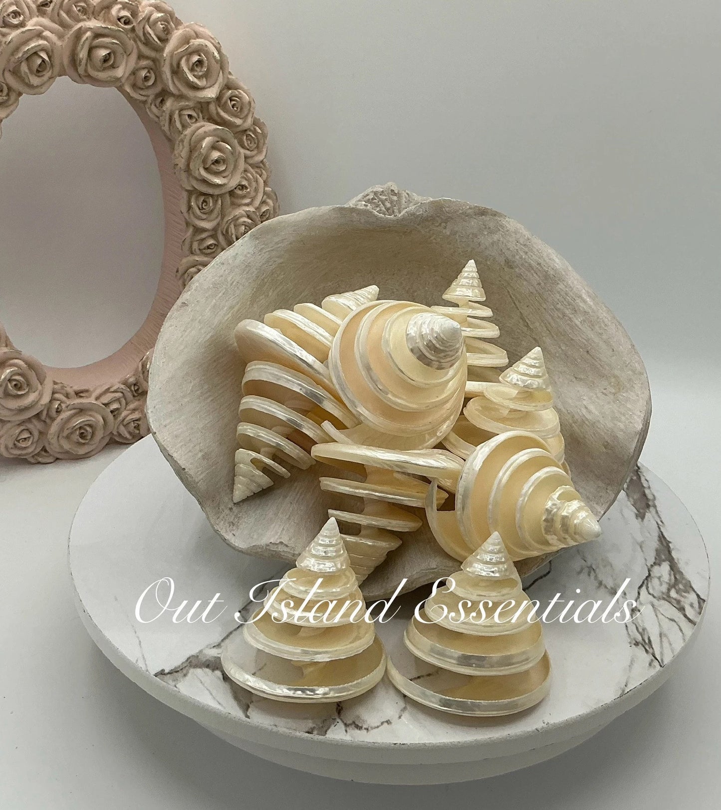 Pearlized Silver Troca I Spiral Cut Silver Troca I Sliced Shells I Cut Seashells I Craft Shells I Silver Troca Shells