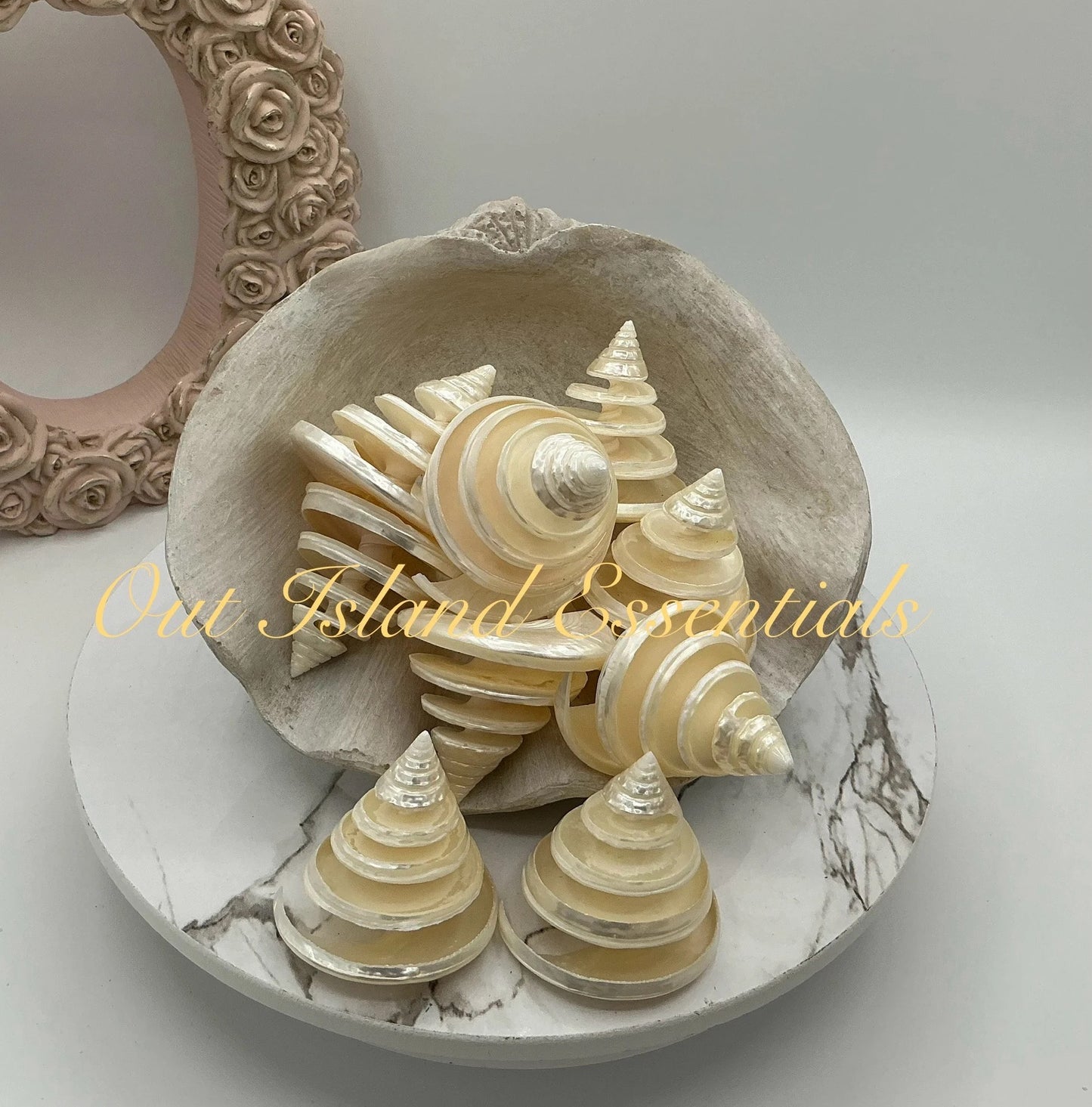 Pearlized Silver Troca I Spiral Cut Silver Troca I Sliced Shells I Cut Seashells I Craft Shells I Silver Troca Shells
