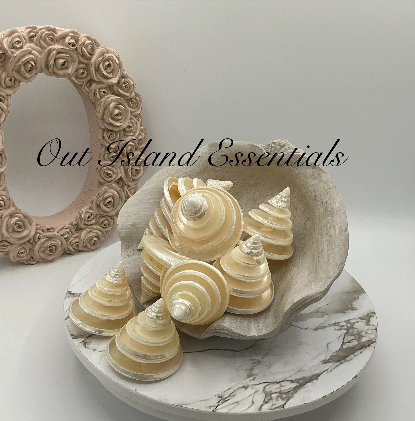Pearlized Silver Troca I Spiral Cut Silver Troca I Sliced Shells I Cut Seashells I Craft Shells I Silver Troca Shells