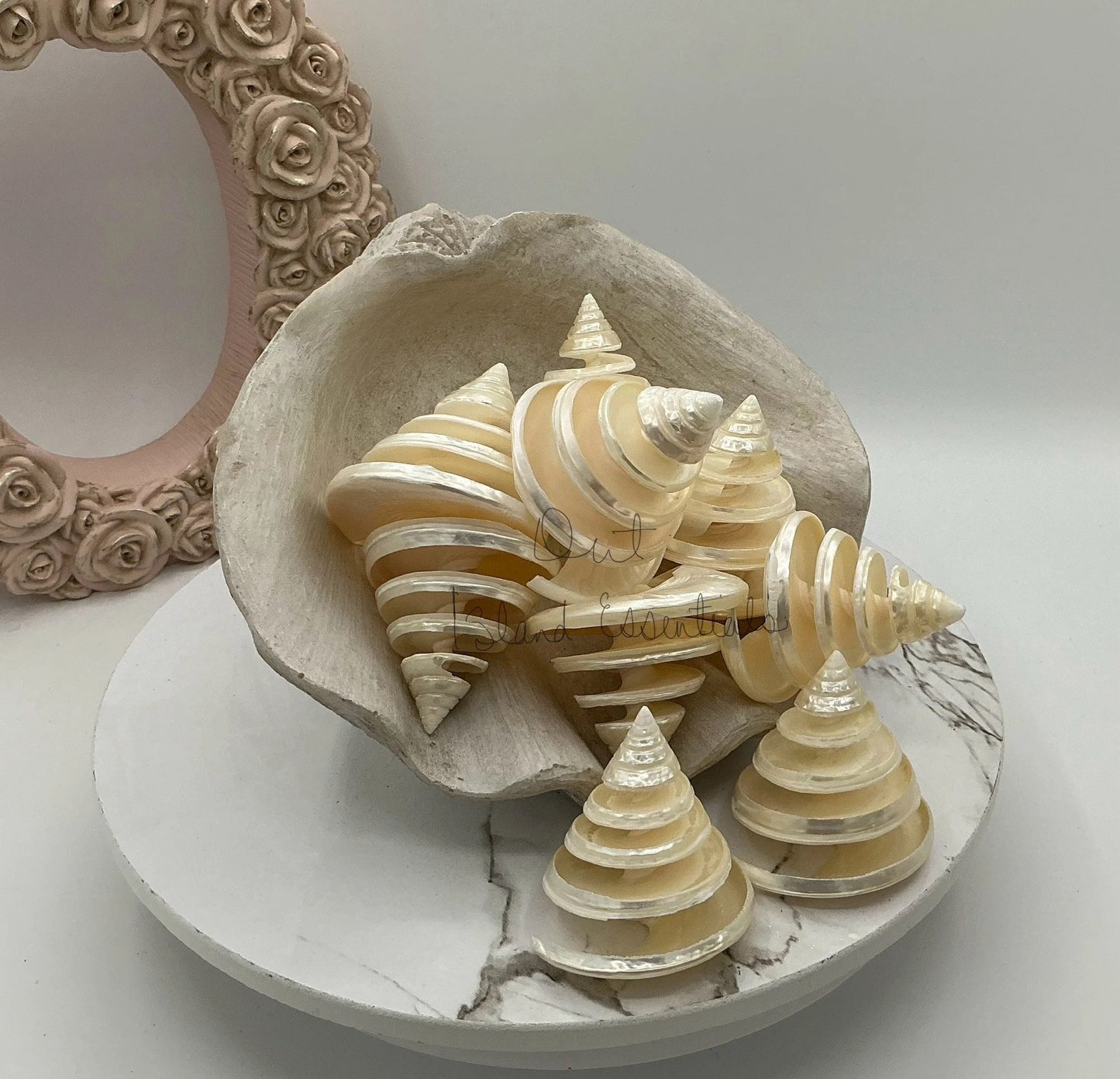 Pearlized Silver Troca I Spiral Cut Silver Troca I Sliced Shells I Cut Seashells I Craft Shells I Silver Troca Shells