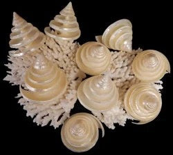 Pearlized Silver Troca I Spiral Cut Silver Troca I Sliced Shells I Cut Seashells I Craft Shells I Silver Troca Shells