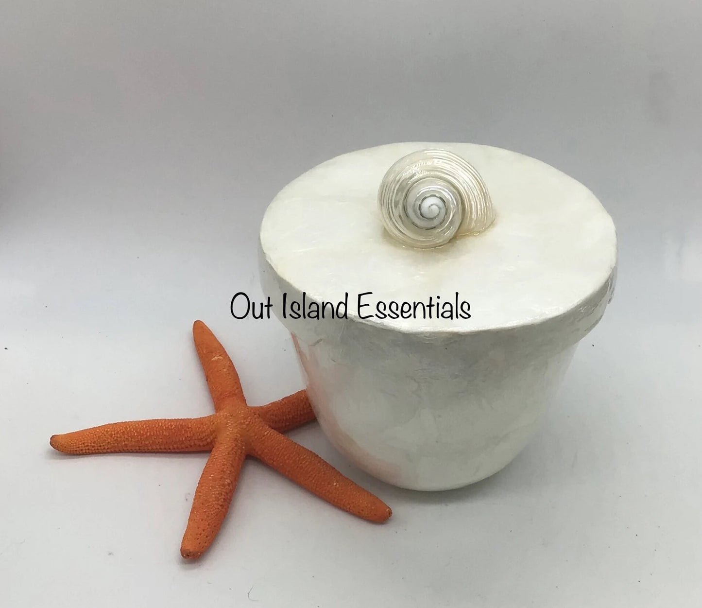 Abalone Display Box I Seashell Decorative Display Box