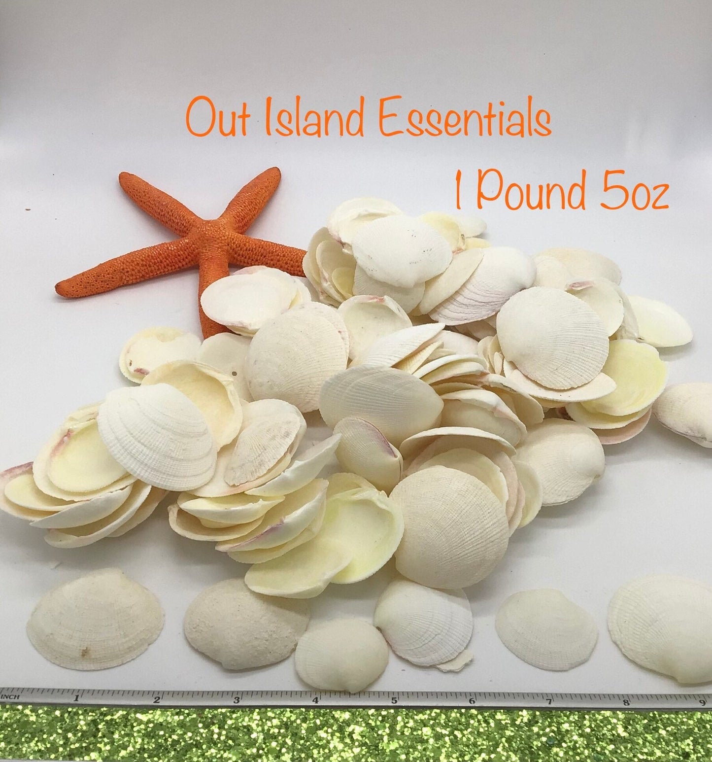 Tiger Clam Seashells, White Clam Shells, Craft Shells, 1" - 2 1/4"
