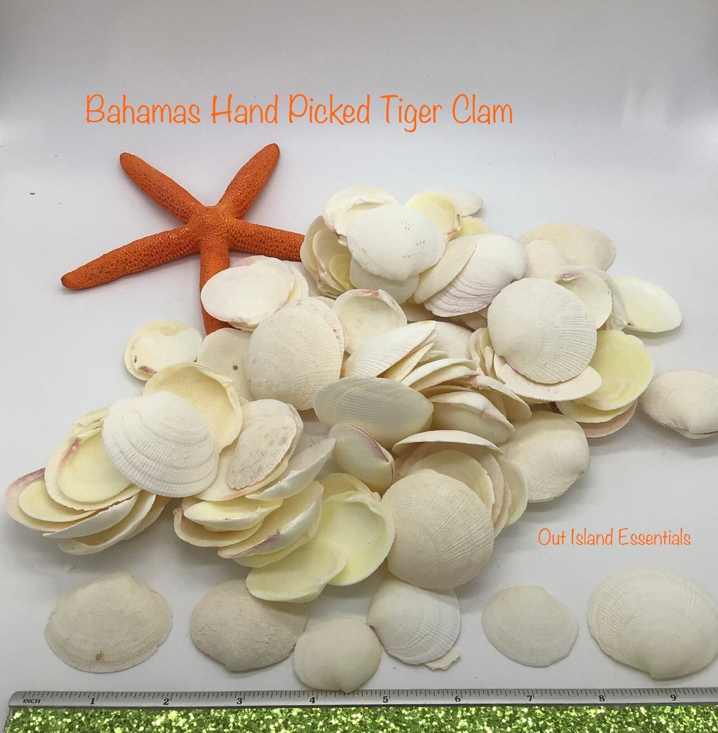 Tiger Clam Seashells, White Clam Shells, Craft Shells, 1" - 2 1/4"