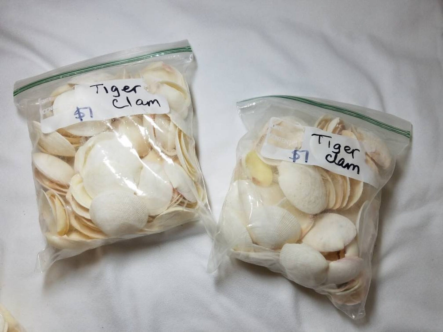 Tiger Clam Seashells, White Clam Shells, Craft Shells, 1" - 2 1/4"