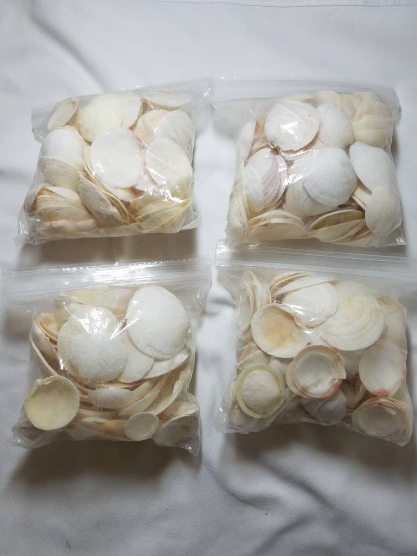 Tiger Clam Seashells, White Clam Shells, Craft Shells, 1" - 2 1/4"