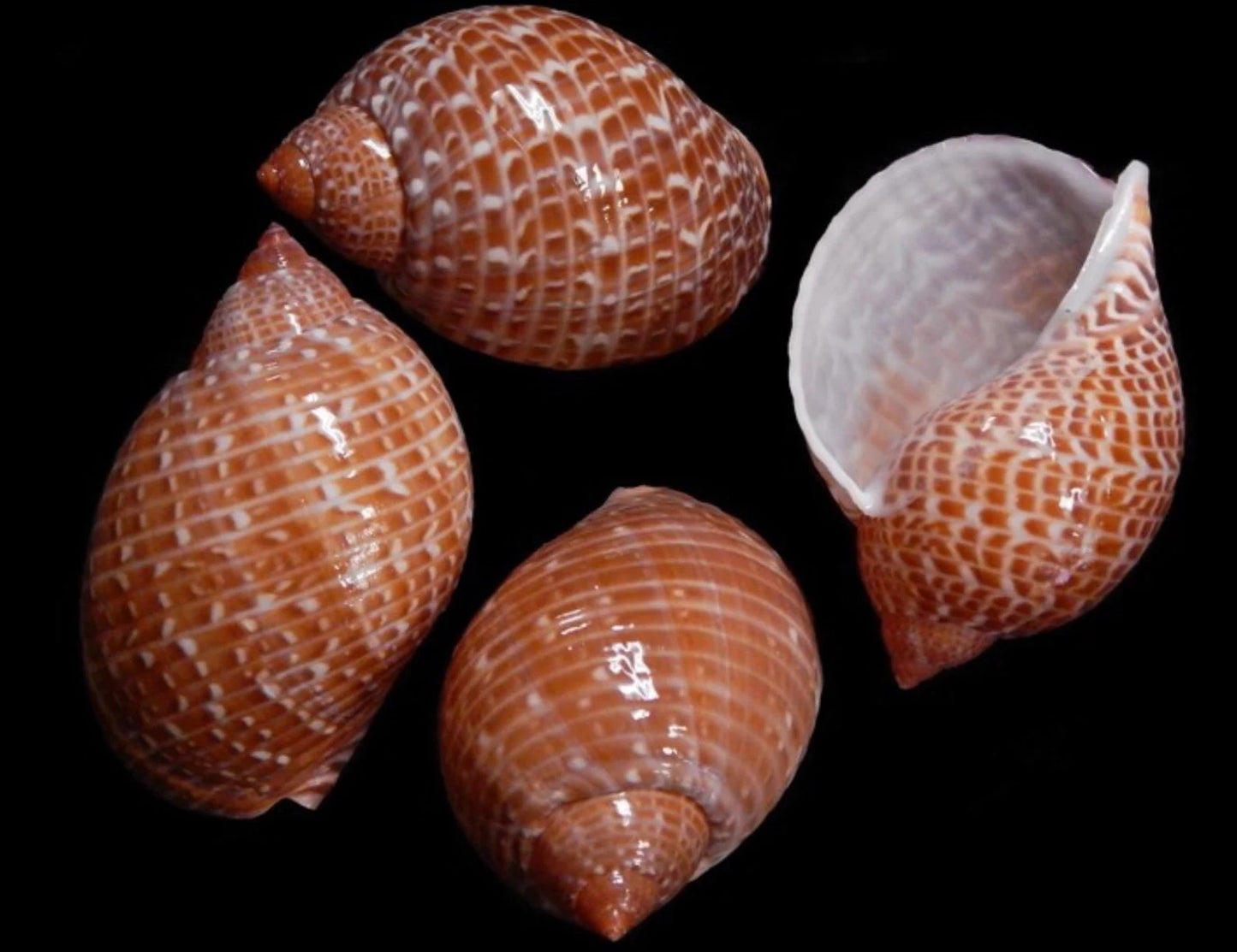 Tonna Perdix Shell Medium Sized Seashells I Craft Or Hermit Crab Brown Shells