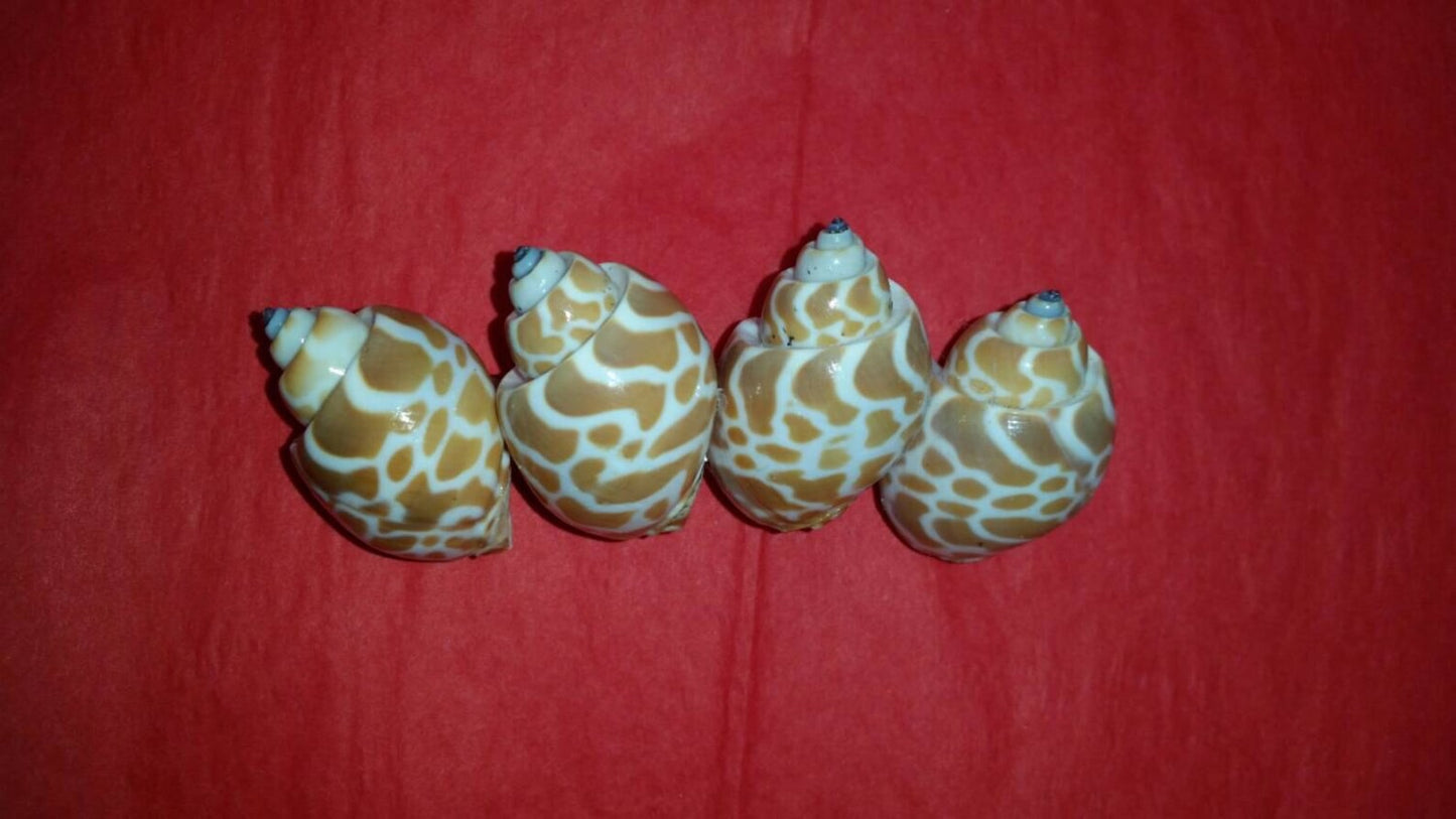 Seashell Hair Clip Seashell Mermaid Hair Barrette Mermaid Hair Decoration