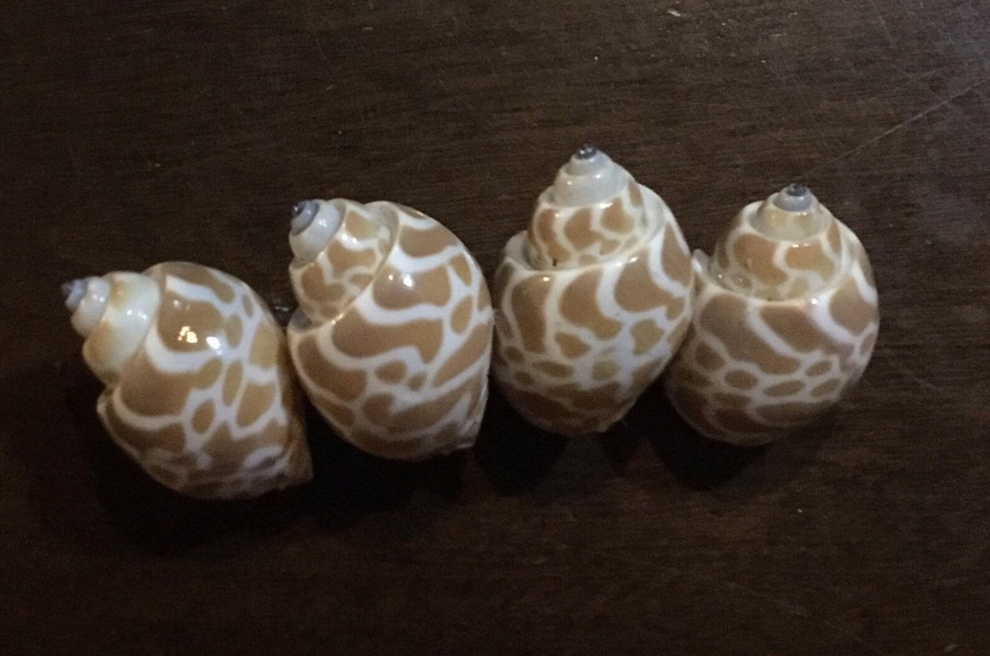 Seashell Hair Clip Seashell Mermaid Hair Barrette Mermaid Hair Decoration