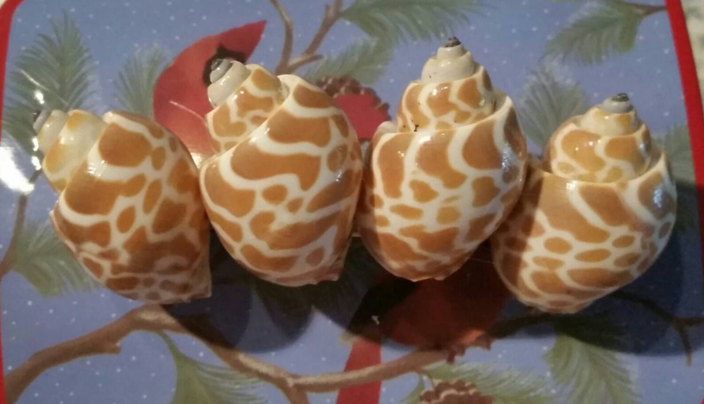 Seashell Hair Clip Seashell Mermaid Hair Barrette Mermaid Hair Decoration