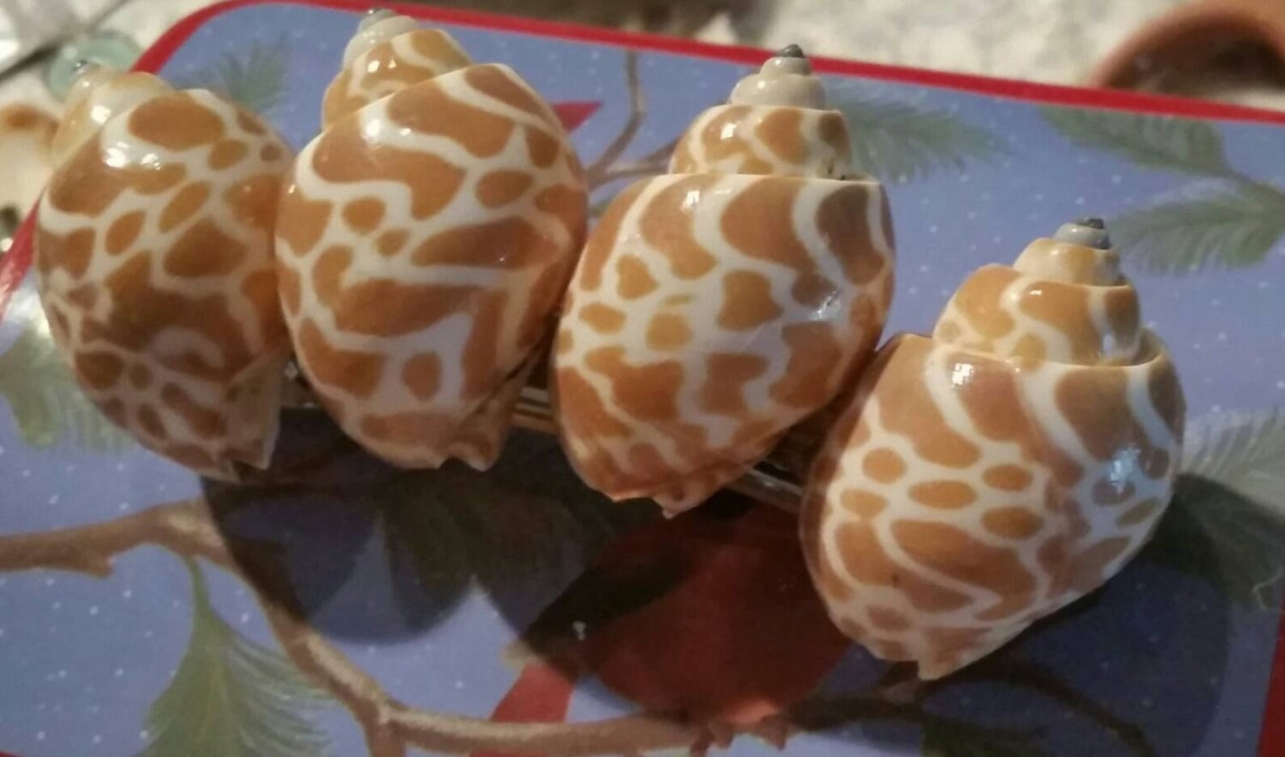 Seashell Hair Clip Seashell Mermaid Hair Barrette Mermaid Hair Decoration