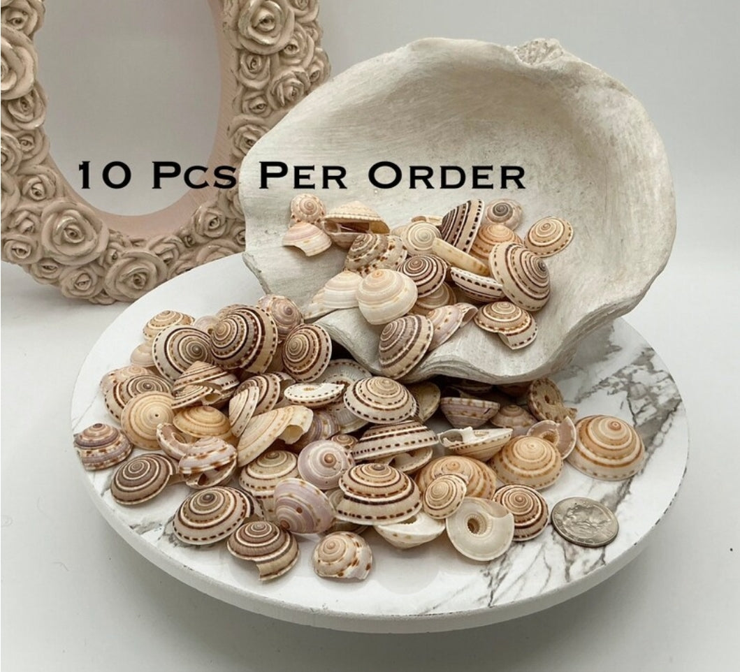 10pcs Sundial Seashells, Wholesale Seashells, Craft Shells, Approximately 3/4" - 1 1/4"