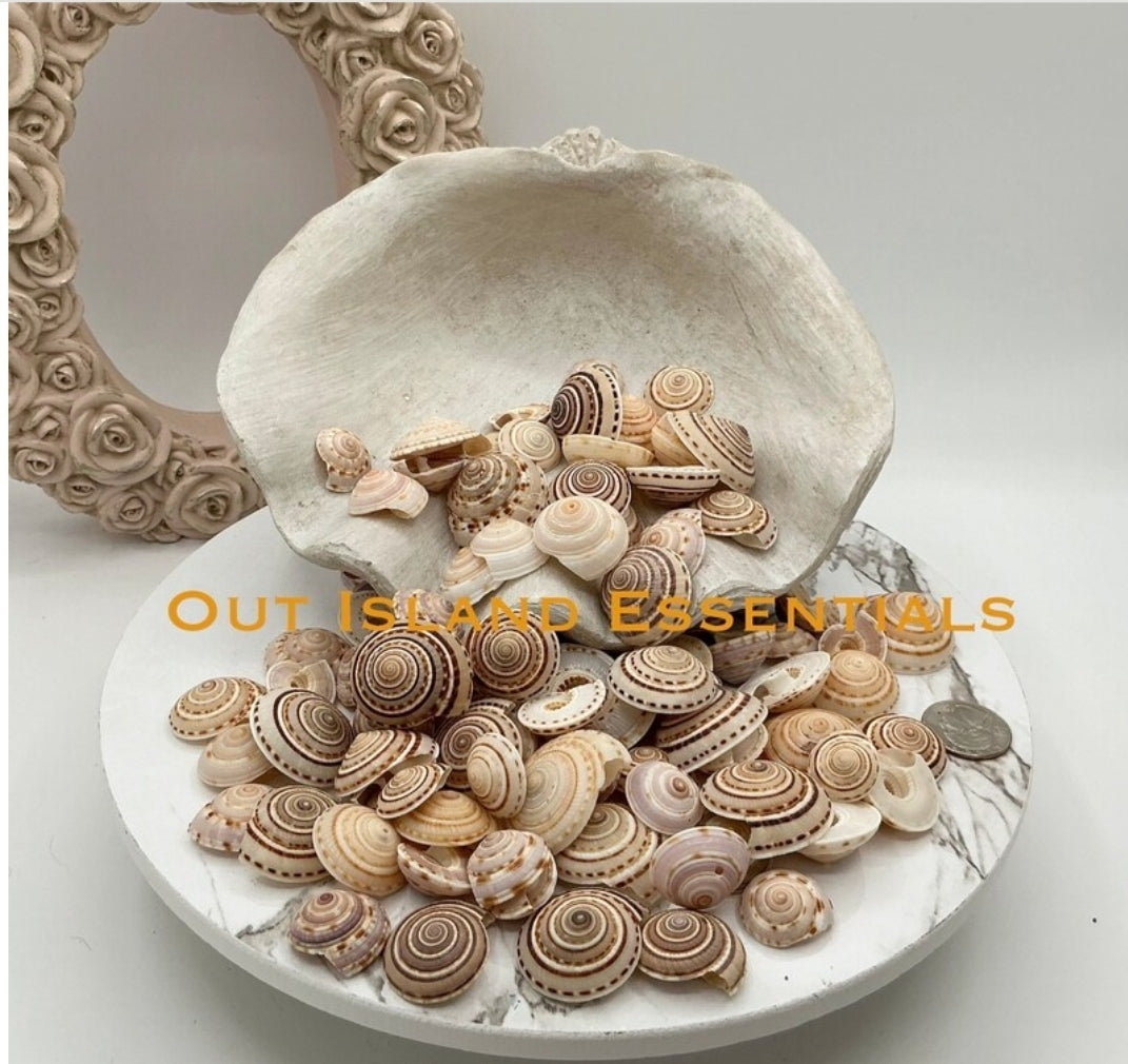 10pcs Sundial Seashells, Wholesale Seashells, Craft Shells, Approximately 3/4" - 1 1/4"
