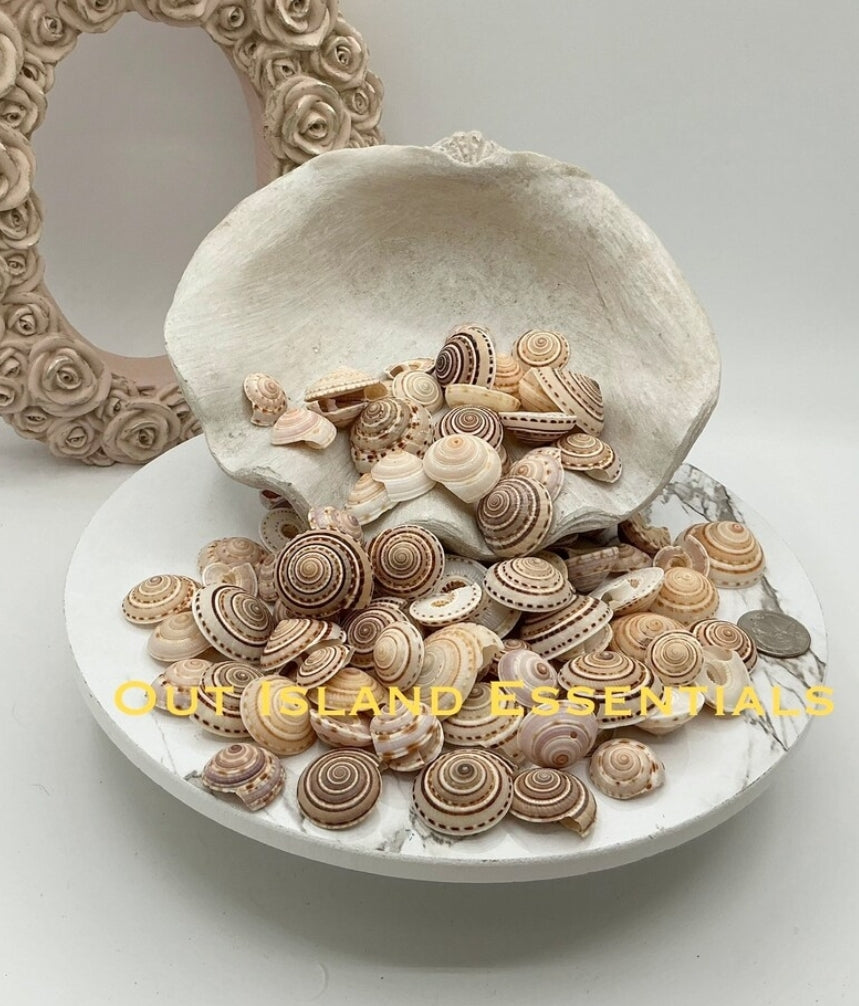 10pcs Sundial Seashells, Wholesale Seashells, Craft Shells, Approximately 3/4" - 1 1/4"