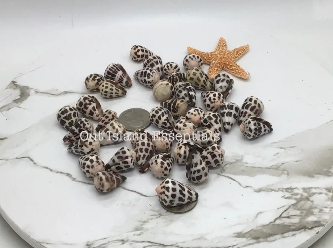 Medium Hebrew Cone I Conus Ebraeus I Cone Shells I Black & White Shells I Size 1" Craft Shells I Wholesale Cone Shells I FIVE Craft Shells
