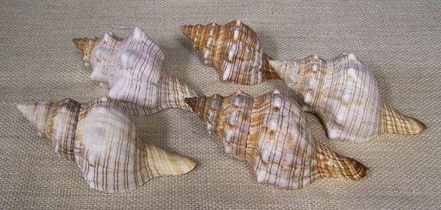 Fox Shell I Medium Fox Shell I 4-5" Or 6-7" Fox Sea Shell I Coastal Decor I Brown Striped Seashells I Large Seashells
