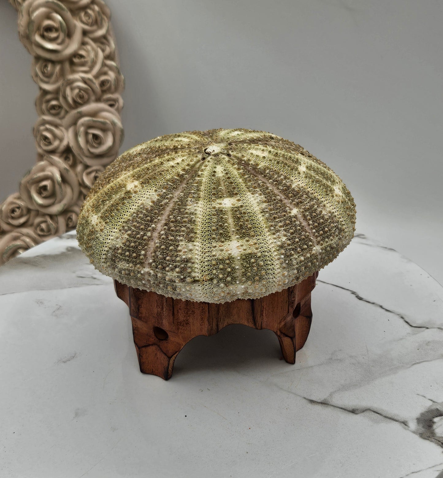 5" Giant Sea Urchin Mounted Coastal Ambient Lighting
