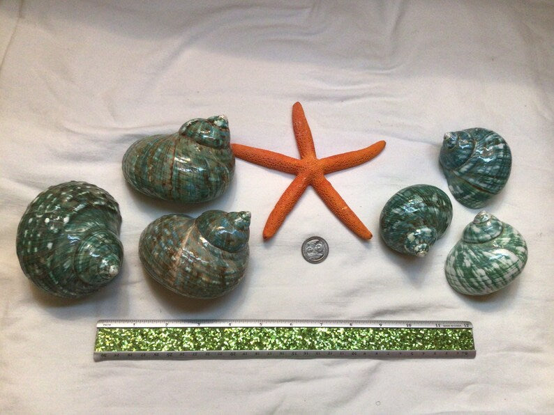 Jade Top Polished Turbo Shell I Turbo Seashell I Jade Turbo Polished Shells I Hermit Crab Shells