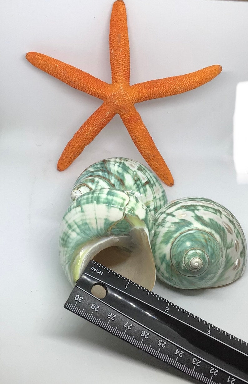 Jade Top Polished Turbo Shell I Turbo Seashell I Jade Turbo Polished Shells I Hermit Crab Shells