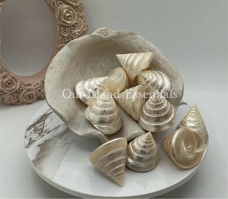 Pearlized Silver Troca I 2.5 Inches Silver Troca I Polished Shells I Stunning Collectible Seashells I Craft Shells I Silver Troca Shell