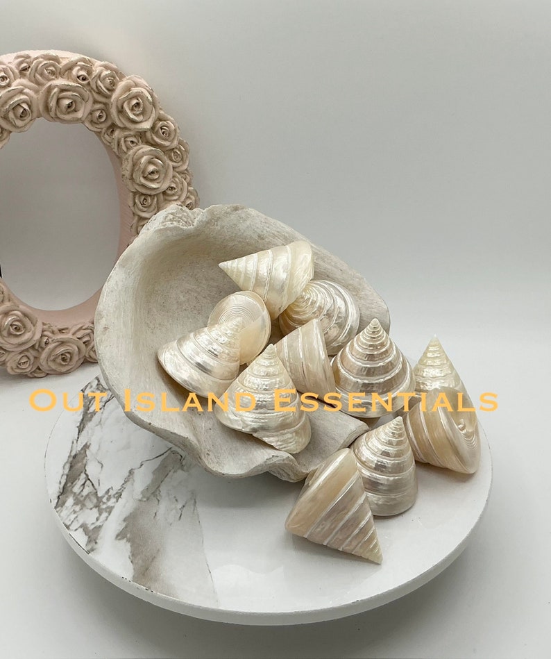 Pearlized Silver Troca I 2.5 Inches Silver Troca I Polished Shells I Stunning Collectible Seashells I Craft Shells I Silver Troca Shell